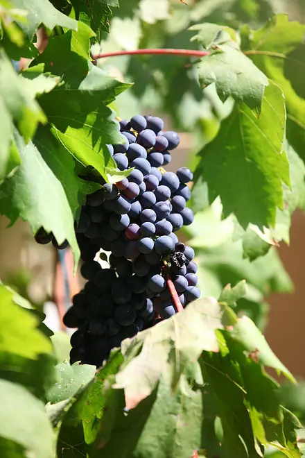 Ferienwohnung in Drvenik Mali Island  999203267 31523