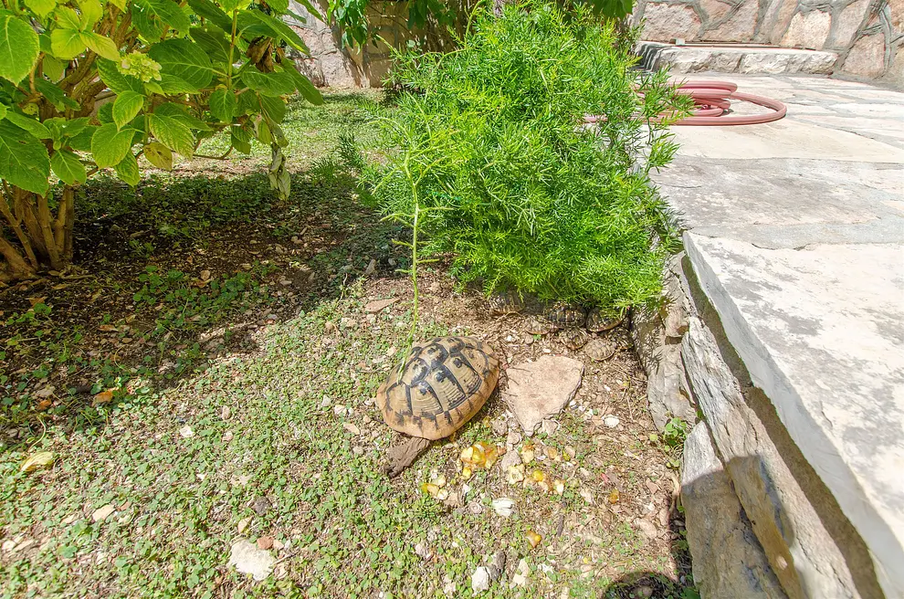 Ferienwohnung in Brac  999202549 30827 – Foto 15