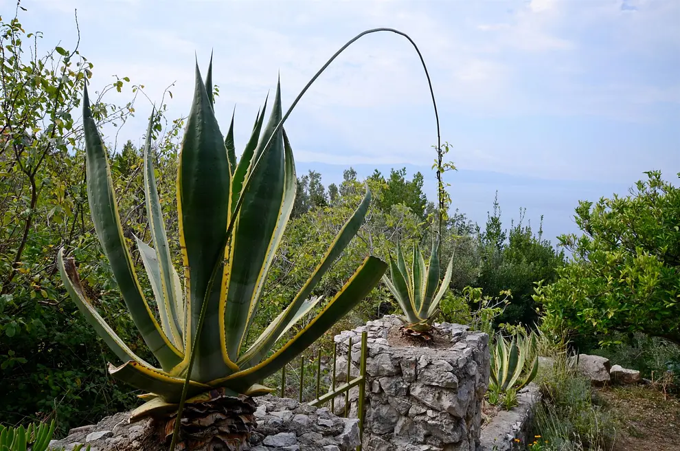 Ferienwohnung in Makarska haustiergeeignet 999202762 31036 – Foto 46