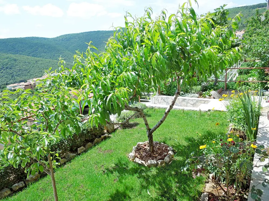 Ferienwohnung in Labin  66121129 8999