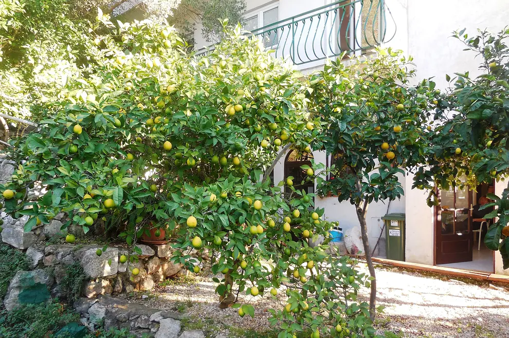 Ferienwohnung in Makarska haustiergeeignet 66130876 16376