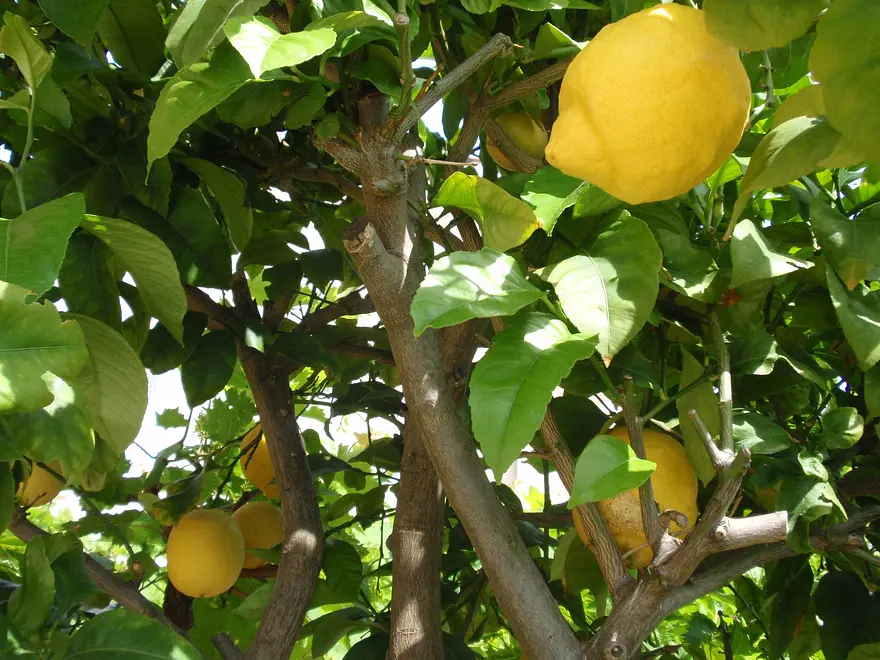 Ferienwohnung in Pag  999203126 31383 – Foto 54