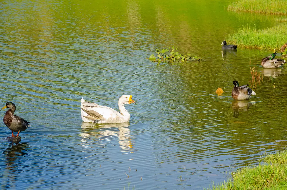 Ferienwohnung in Medulin  999206393 34498