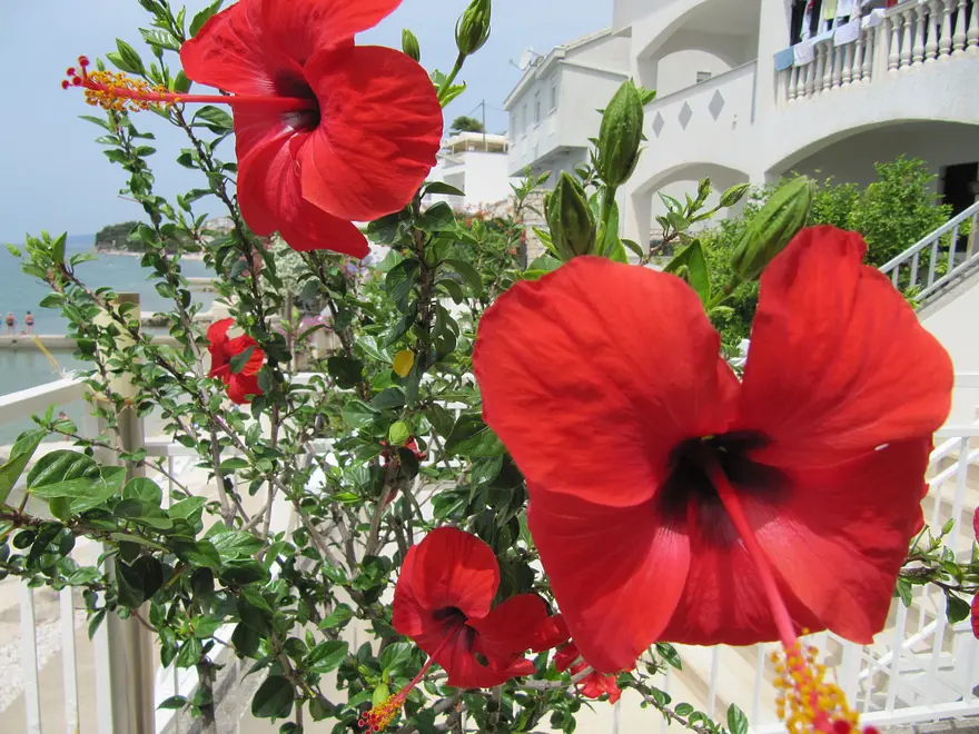 Ferienappartment in Ploce mit Pool 999202869 31142 – Foto 20