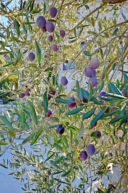 Ferienwohnung in Korcula mit Pool 999205083 33251