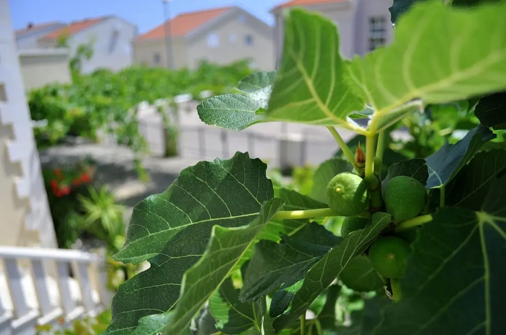 Ferienwohnung in Makarska  999211235 39035 – Foto 14