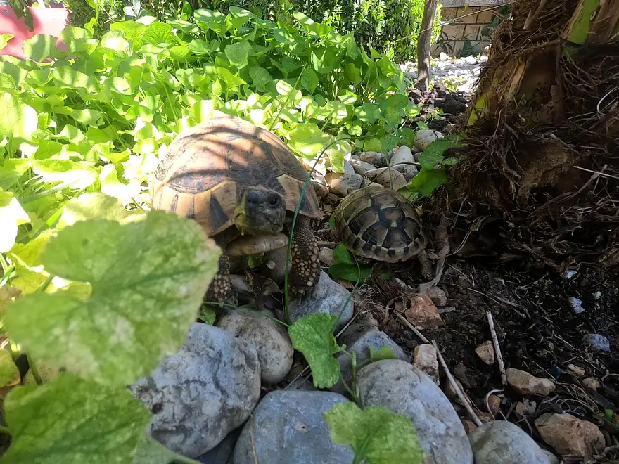 Ferienwohnung in Sukosan  999210763 38605