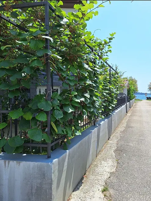 Ferienwohnung in Novigrad in Dalmatien  999208116 36093 – Foto 17
