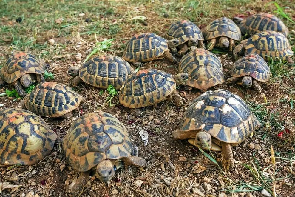 Ferienappartment in Novalja  999209831 37731