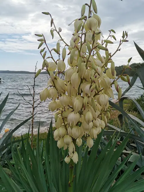 Ferienwohnung in Losinj  999207873 35882 – Foto 6