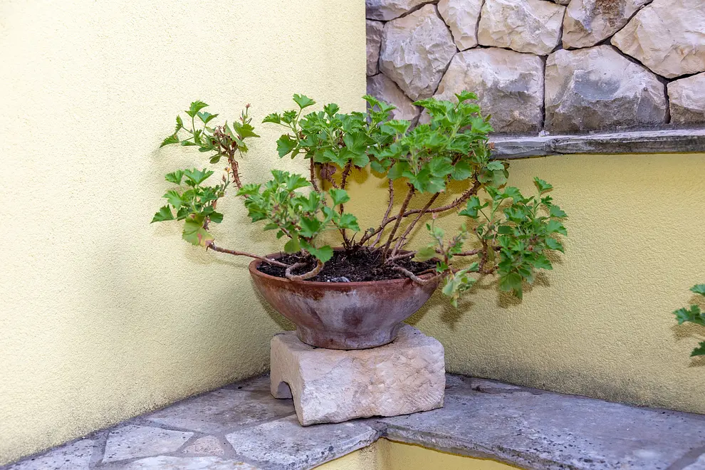 Ferienwohnung in Blato  999210725 38567 – Foto 29