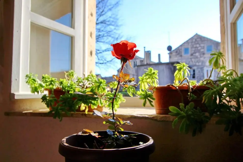 Ferienwohnung in Korcula  999209814 37714 – Foto 4