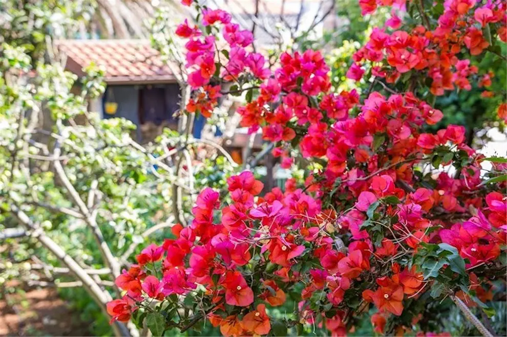 Ferienwohnung in Losinj haustiergeeignet 66130570 16136