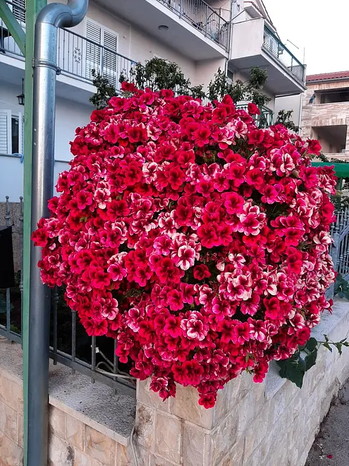 Ferienwohnung in Vodice  66144427 25121