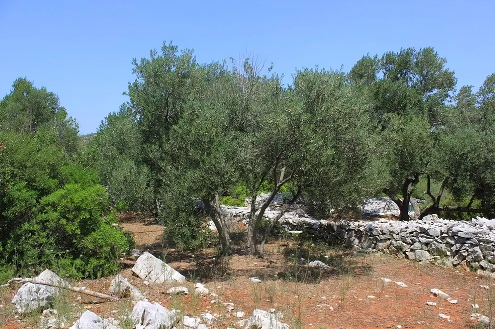 Ferienwohnung in Dugi Otok  999211377 39153 – Foto 10