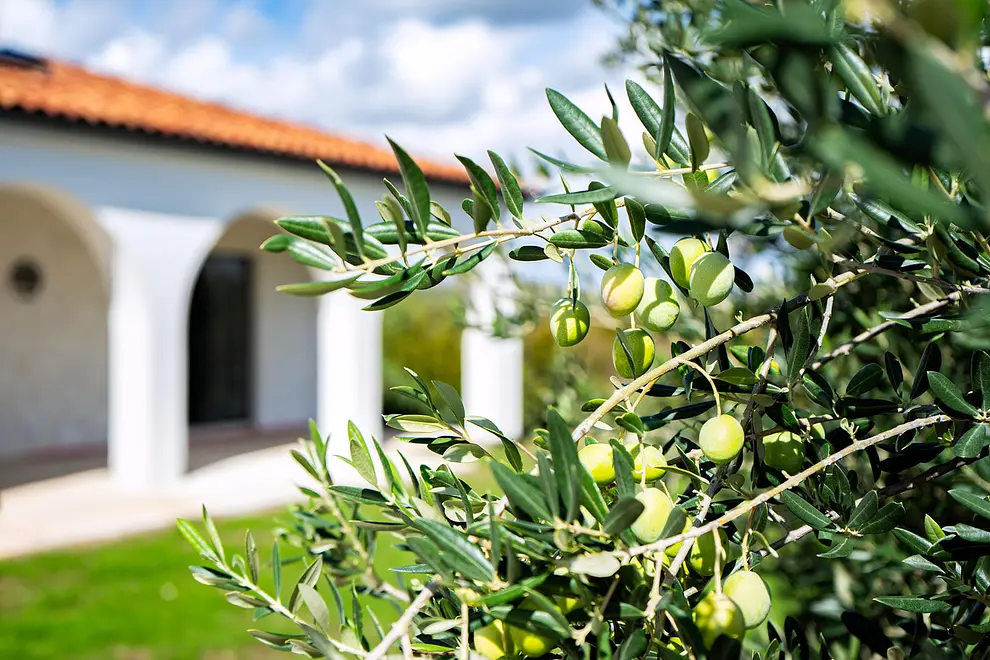 Ferienhaus in Benkovac mit Pool 999212929 40485 – Foto 13