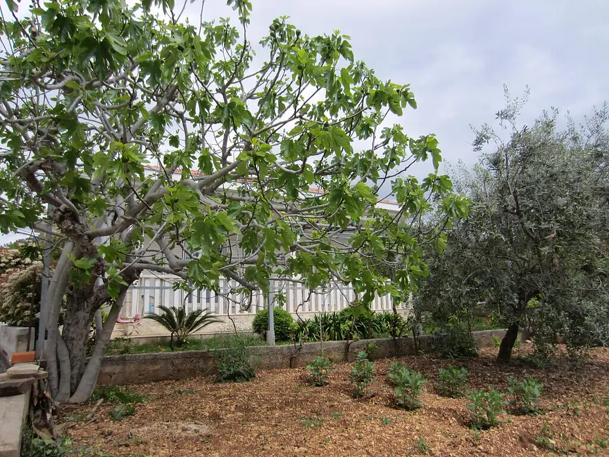 Ferienwohnung in Seget  999212011 39727