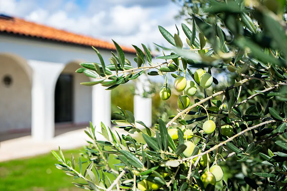 Ferienwohnung in Benkovac mit Pool 66158514 29269