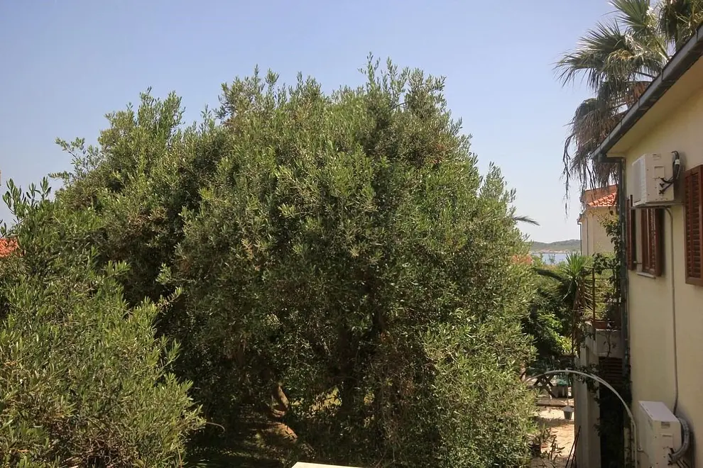 Ferienwohnung in Orebic haustiergeeignet 66153863 27397