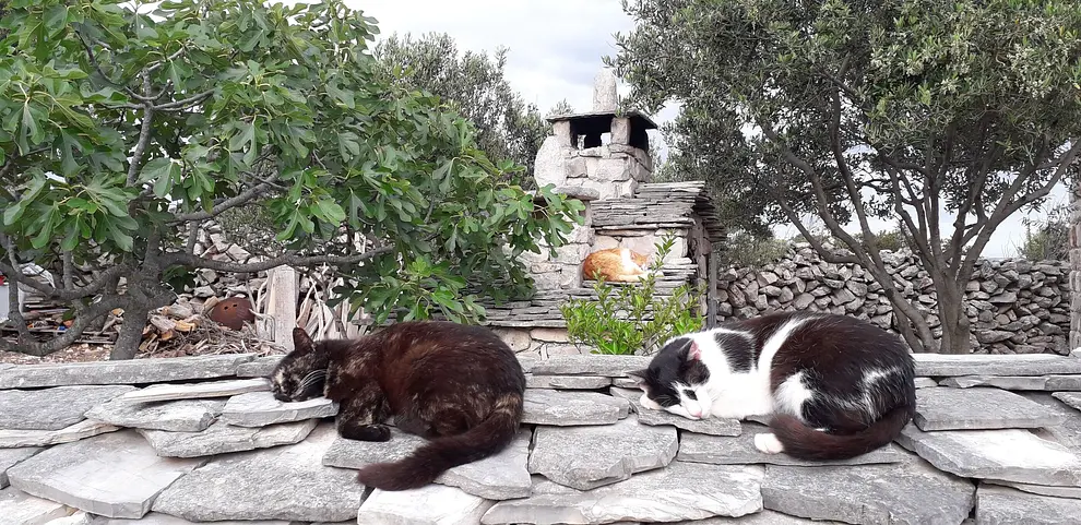 Ferienwohnung in Drvenik Veliki Island mit Pool 999211149 38963 – Foto 11
