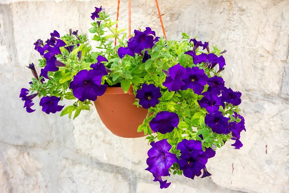 Ferienwohnung in Split mit Pool 999204745 32933 – Foto 30