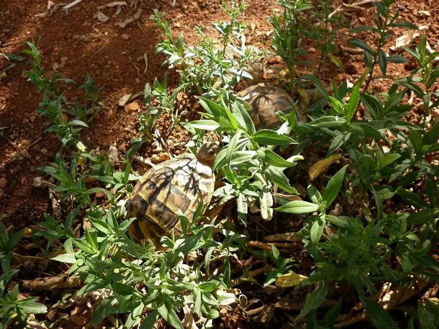 Ferienwohnung in Losinj  999210000 37894