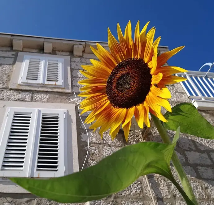 Ferienwohnung in Korcula haustiergeeignet 999203921 32145 – Foto 6