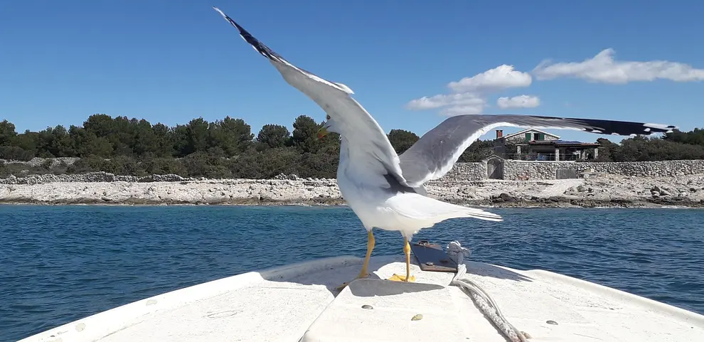 Ferienwohnung in Drvenik Veliki Island mit Pool 999211149 38963 – Foto 13