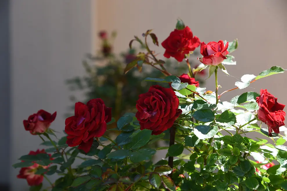 Ferienwohnung in Opatija  999203647 31882 – Foto 23