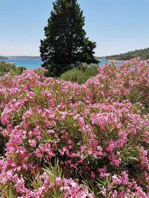 Ferienwohnung in Losinj  999207873 35882 – Foto 2