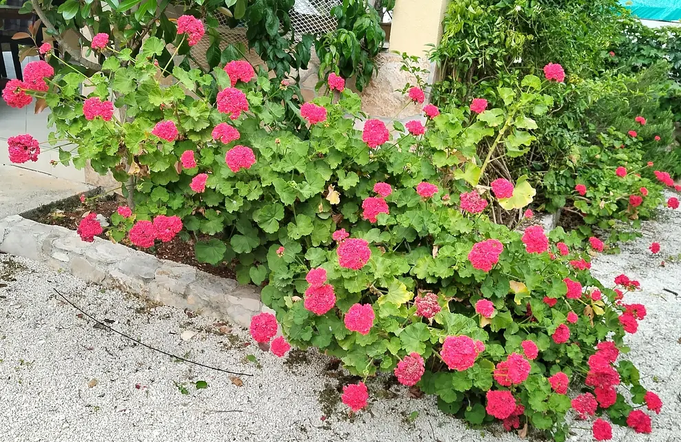 Ferienwohnung in Brac haustiergeeignet 999202571 30847 – Foto 6