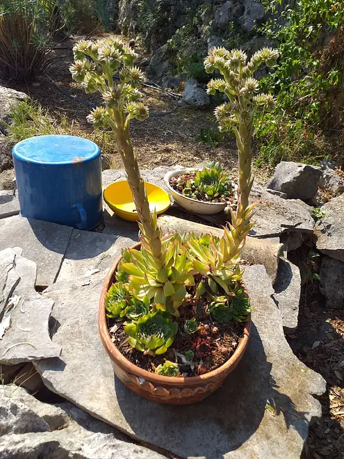 Ferienwohnung in Peljesac  999204536 32730 – Foto 35