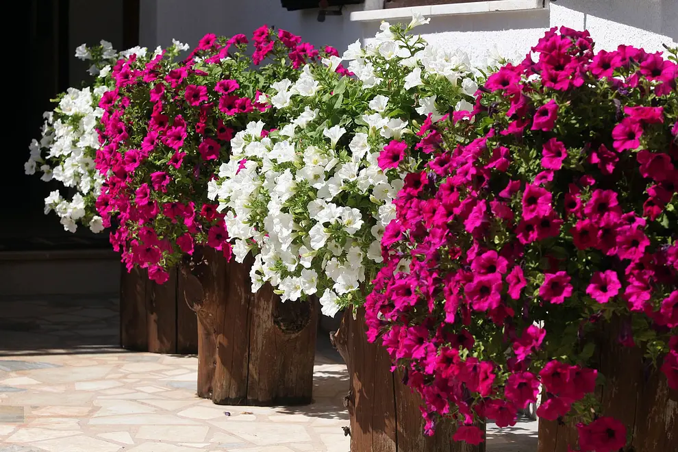 Ferienwohnung in Banjole  999205766 33904