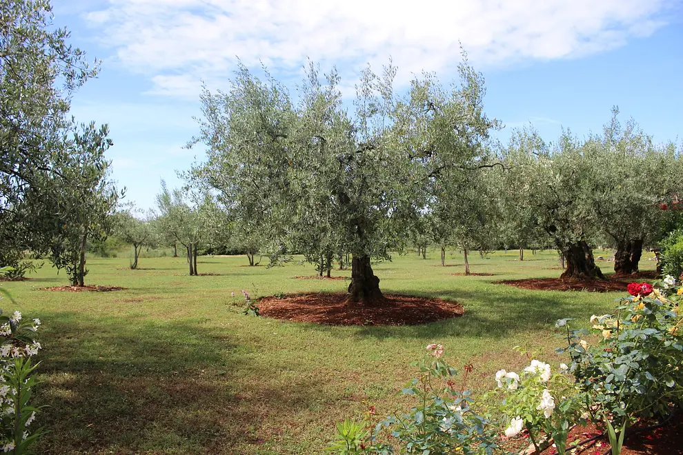 Ferienwohnung in Porec  999223664 41787 – Foto 10