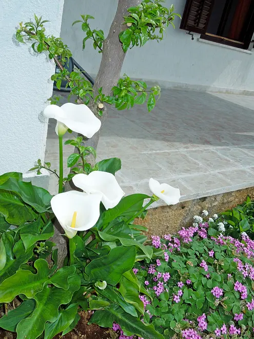 Ferienwohnung in Labin  999203564 31802 – Foto 12