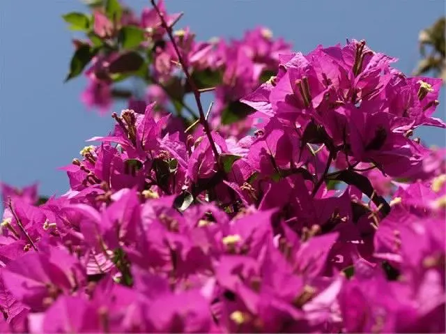 Ferienwohnung in Losinj haustiergeeignet 66121989 9699