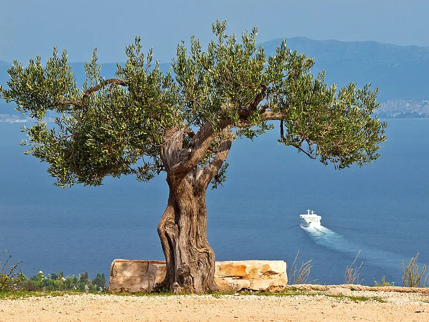 Ferienwohnung in Brac mit Pool 6619308 2880