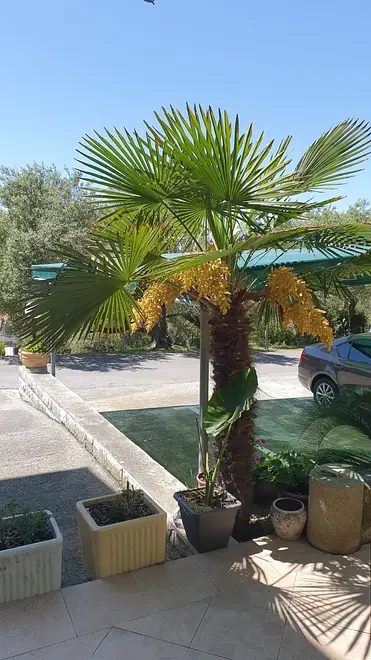 Ferienwohnung in Rab  66158105 29142