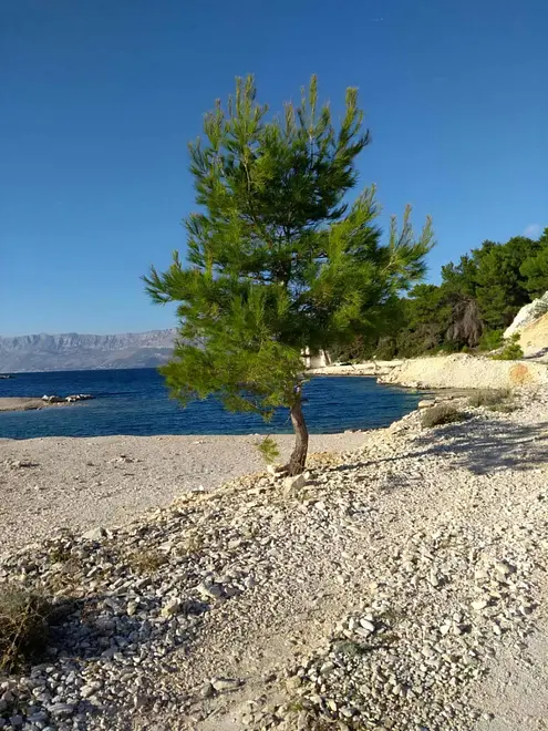 Ferienwohnung in Brac  999211121 38936 – Foto 2