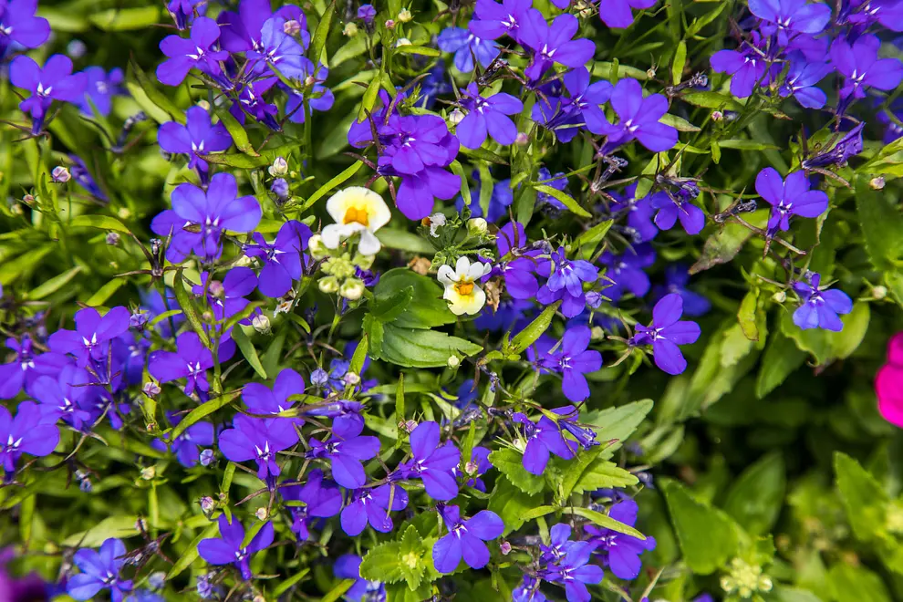 Ferienwohnung in Blato  999203276 31532