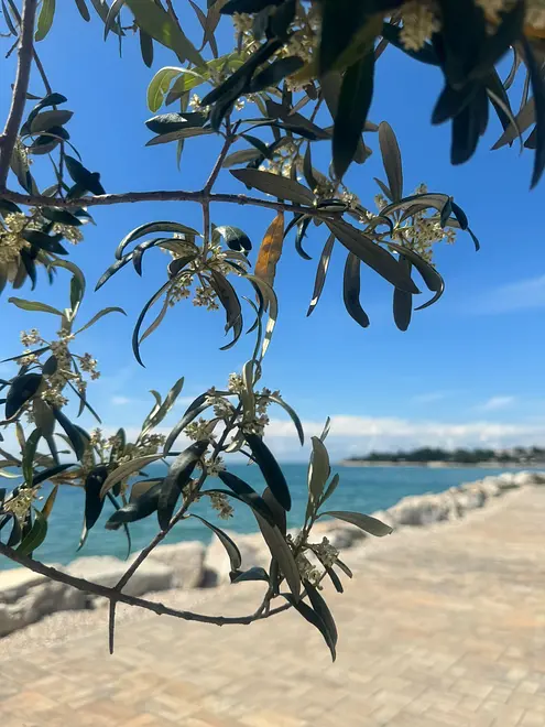 Ferienwohnung in Umag  999223678 41800 – Foto 31