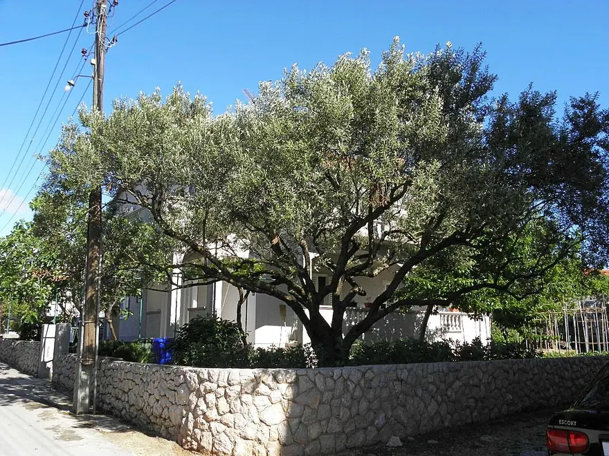 Ferienwohnung in Biograd  999210651 38494 – Foto 16