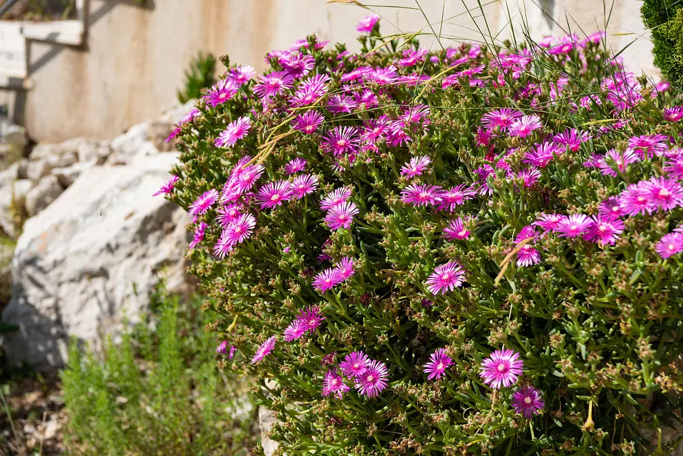 Ferienwohnung in Marina mit Pool 999205312 33476