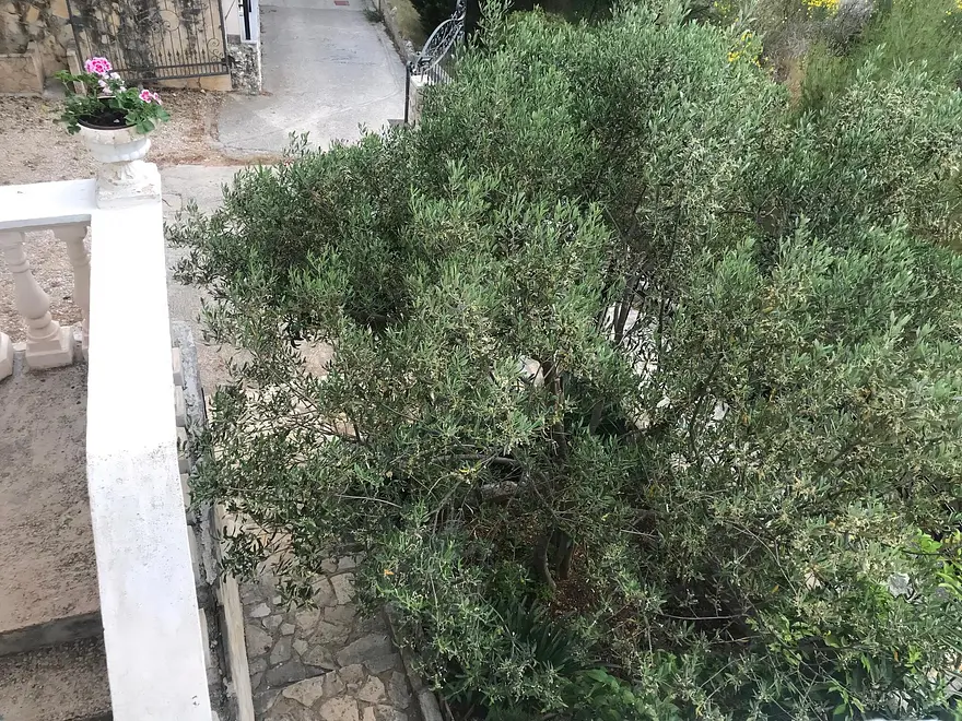 Ferienwohnung in Sibenik  999203014 31273 – Foto 39