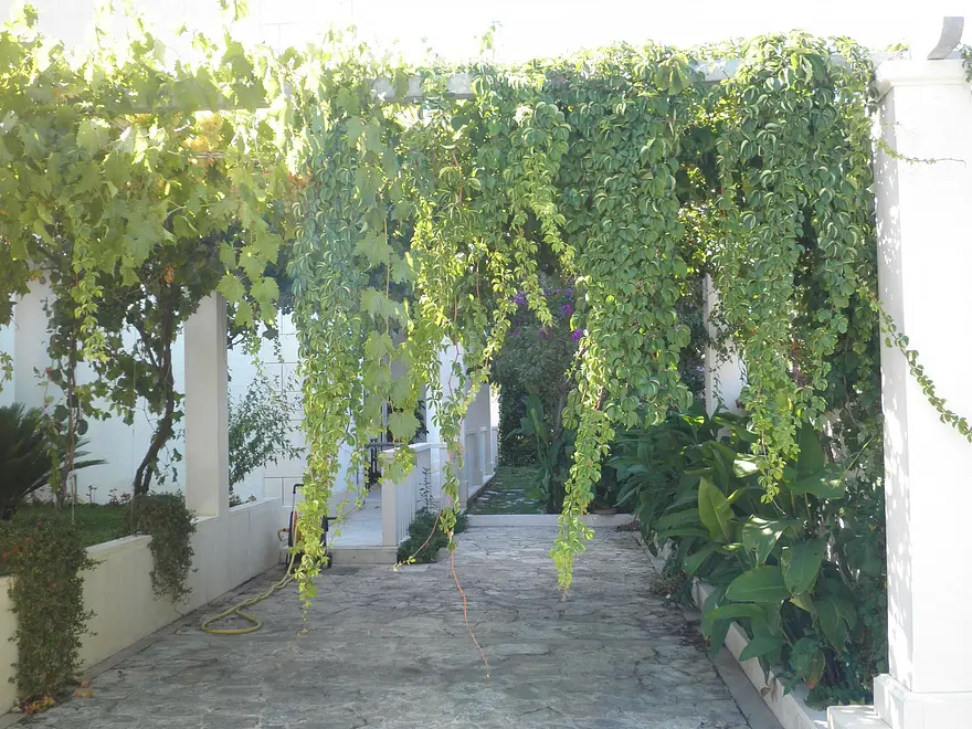 Ferienwohnung in Brac haustiergeeignet 66151550 25646