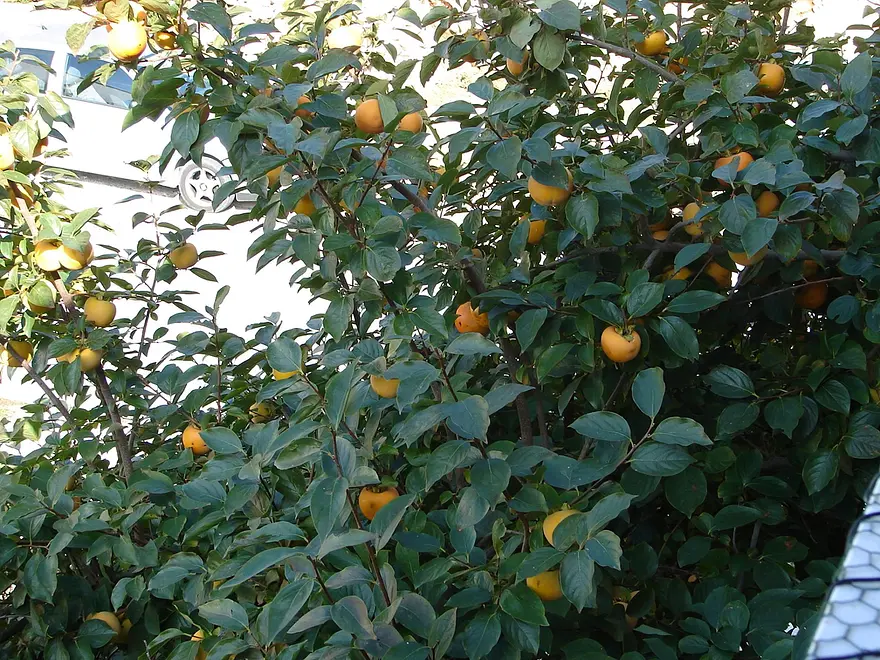 Ferienwohnung in Ploce haustiergeeignet 999209893 37792 – Foto 4
