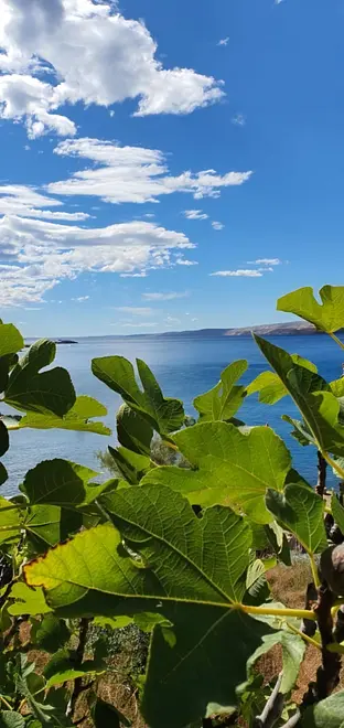 Ferienwohnung in Karlobag  999211491 39260 – Foto 37